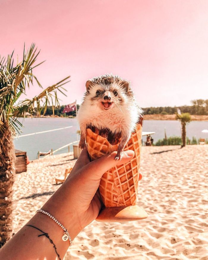 This Lovely Smiling Porcupine Has 1.5 Million Followers On Your Instagram And We Are Sure You Will Be One Of Them Too