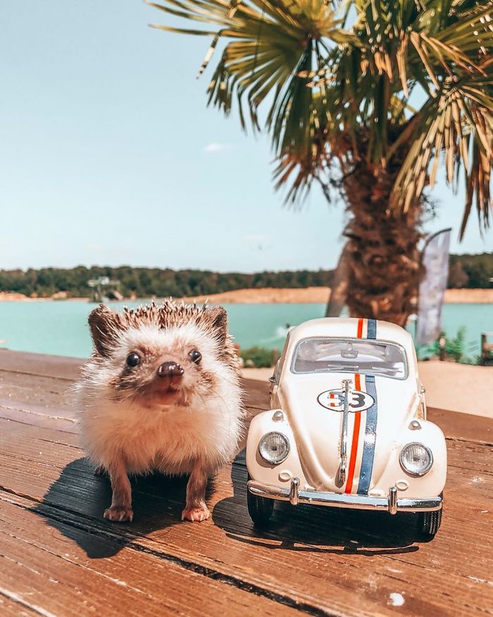 This Lovely Smiling Porcupine Has 1.5 Million Followers On Your Instagram And We Are Sure You Will Be One Of Them Too