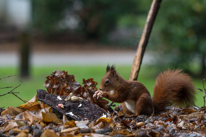 Red Squirrels In Holland