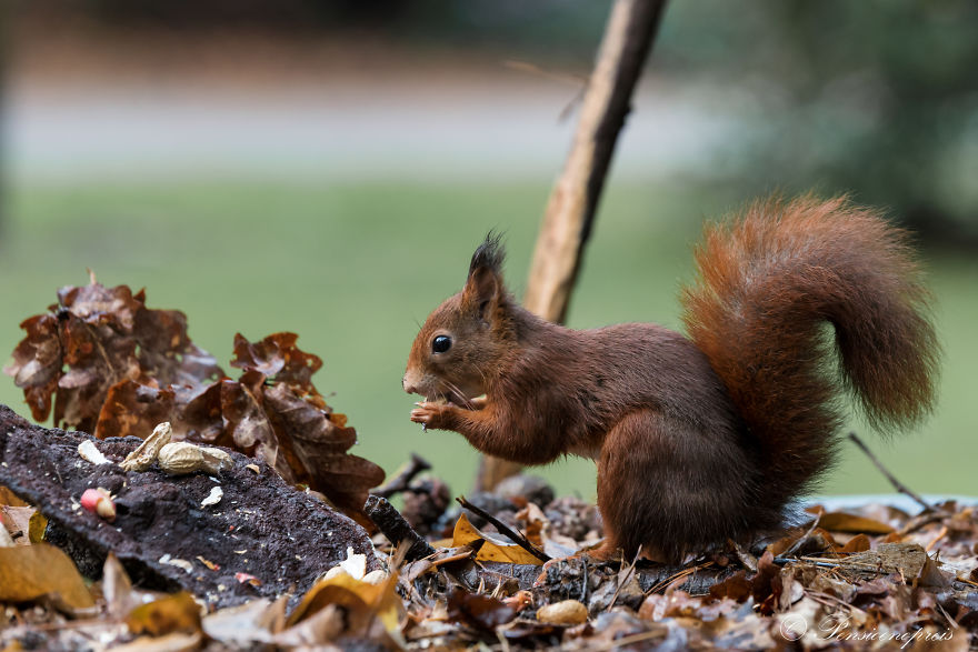 Red Squirrels In Holland