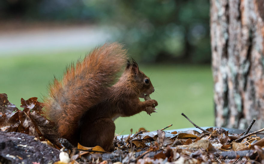 Red Squirrels In Holland