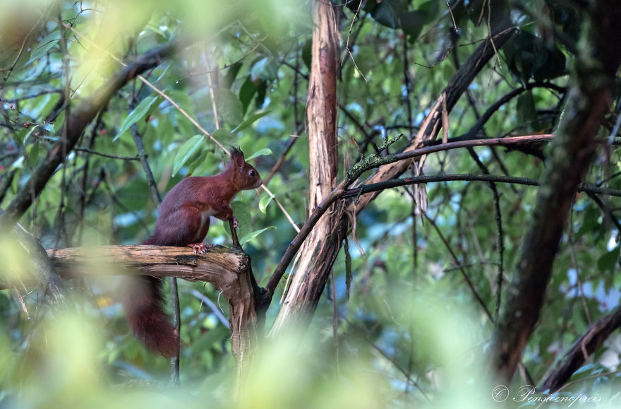 Red Squirrels In Holland