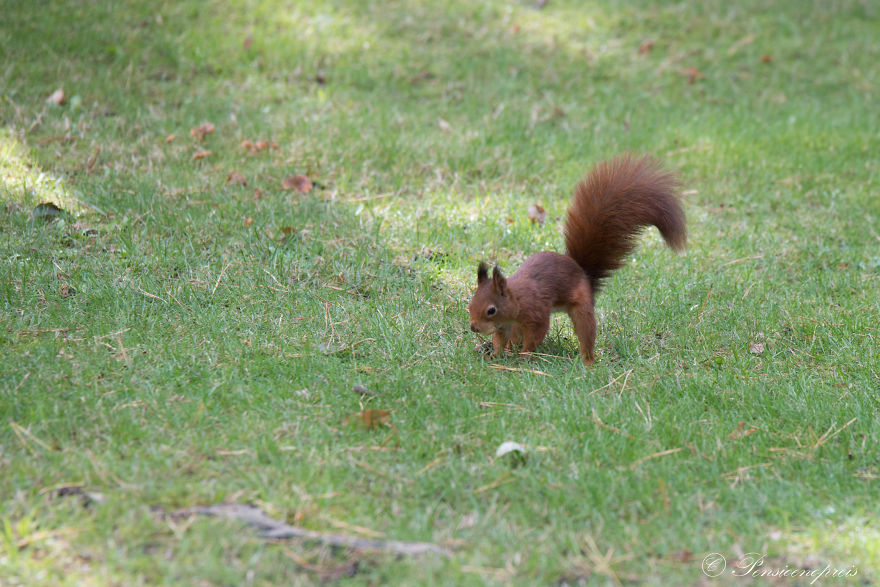 Red Squirrels In Holland