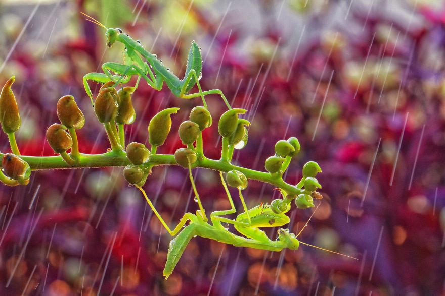 Rainy, Andy Darmawan, Indonesia