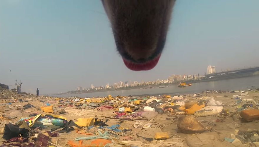 Stray Dog 'Films' His Cruel Life In India With A Go Pro Stray Dog 'Films' His Cruel Life In India With A Go Pro