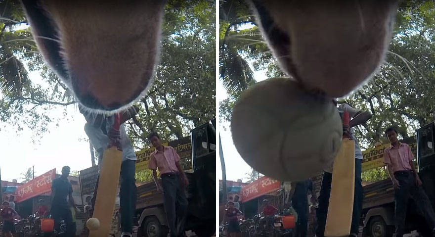 Stray Dog 'Films' His Cruel Life In India With A Go Pro Stray Dog 'Films' His Cruel Life In India With A Go Pro