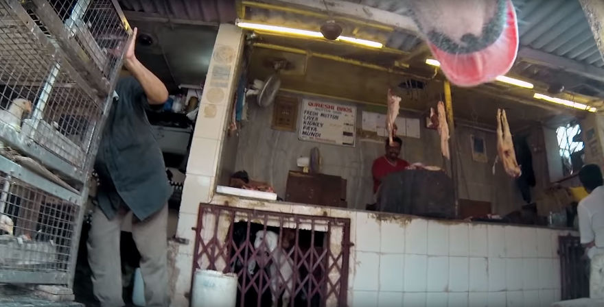 Stray Dog 'Films' His Cruel Life In India With A Go Pro Stray Dog 'Films' His Cruel Life In India With A Go Pro