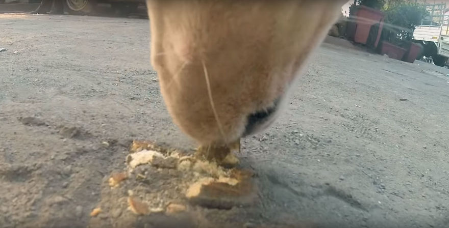 Stray Dog 'Films' His Cruel Life In India With A Go Pro Stray Dog 'Films' His Cruel Life In India With A Go Pro