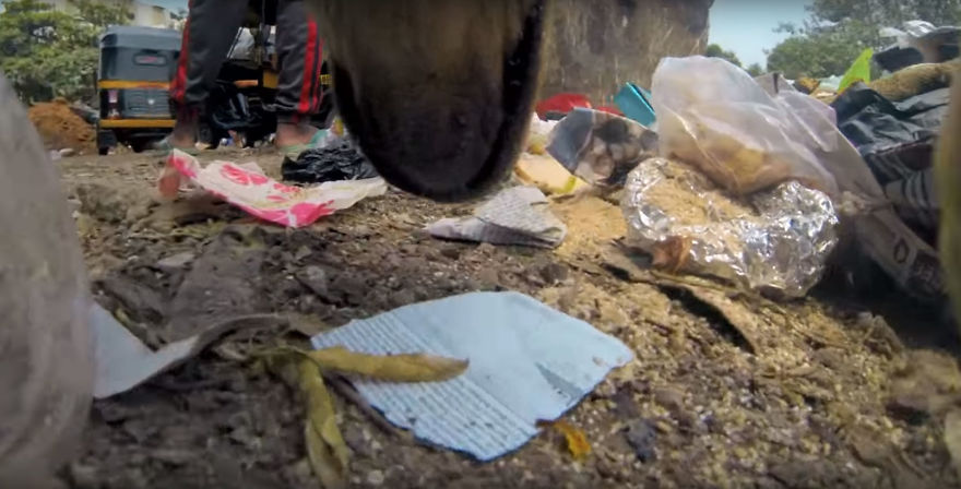 Stray Dog 'Films' His Cruel Life In India With A Go Pro Stray Dog 'Films' His Cruel Life In India With A Go Pro