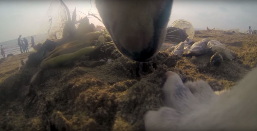 Stray Dog 'Films' His Cruel Life In India With A Go Pro Stray Dog 'Films' His Cruel Life In India With A Go Pro