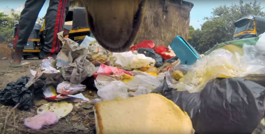 Stray Dog 'Films' His Cruel Life In India With A Go Pro