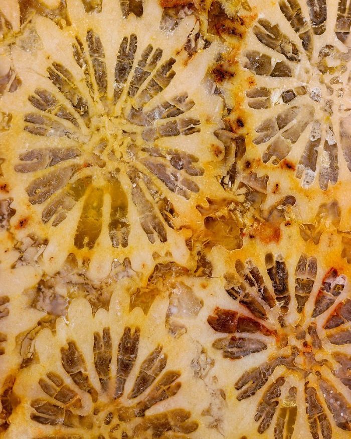 Petoskey Stone Fossilized Coral