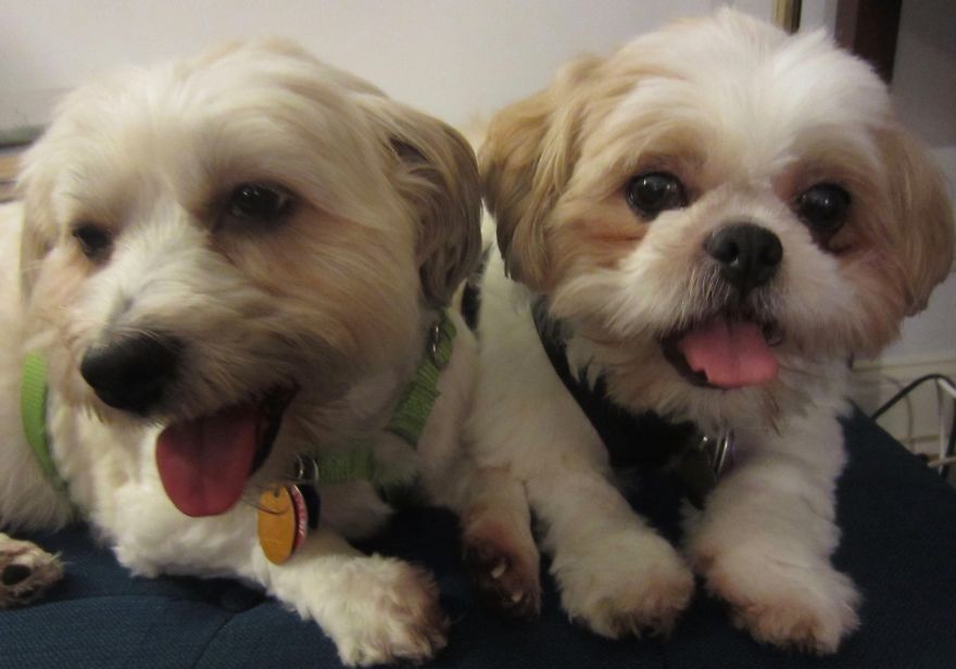 I Hand Paint 1-Inch Pet Portraits (20 Pics)