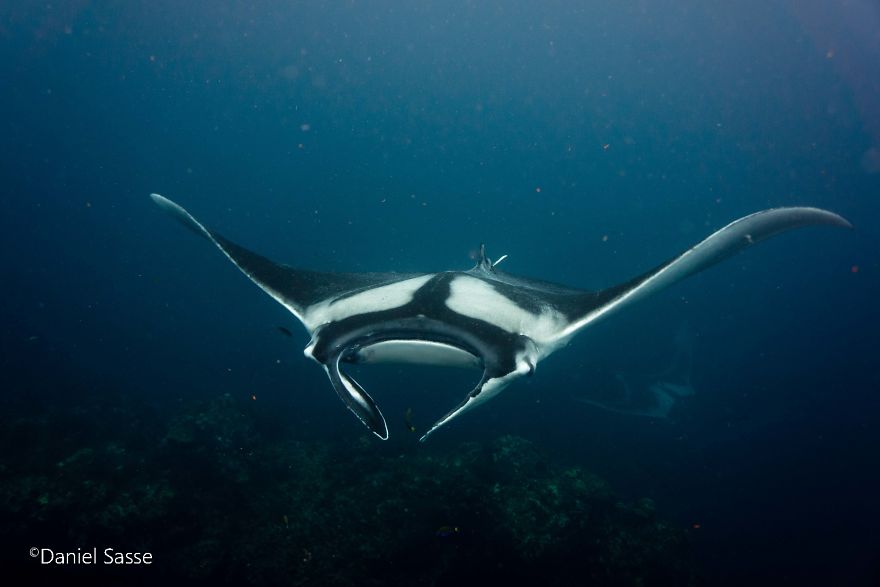 Manta Ray 16