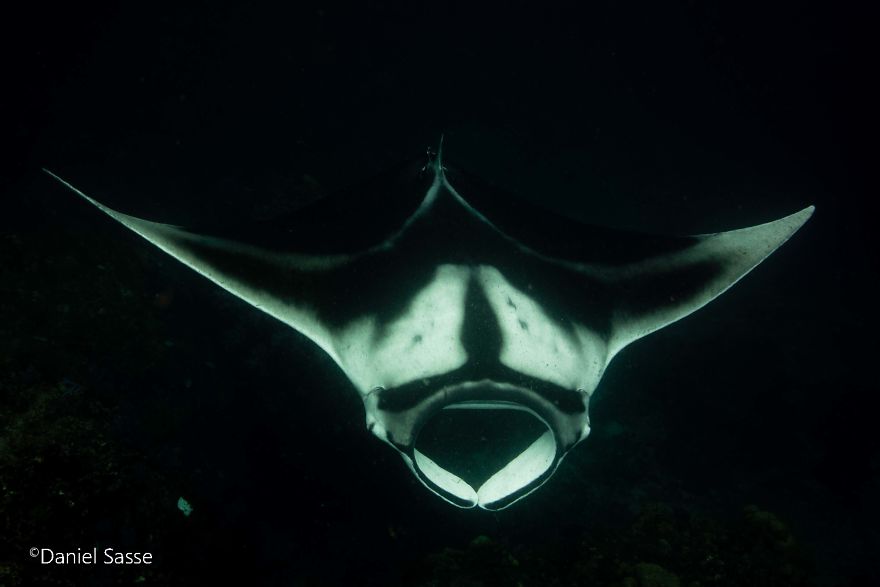 Manta Ray 18