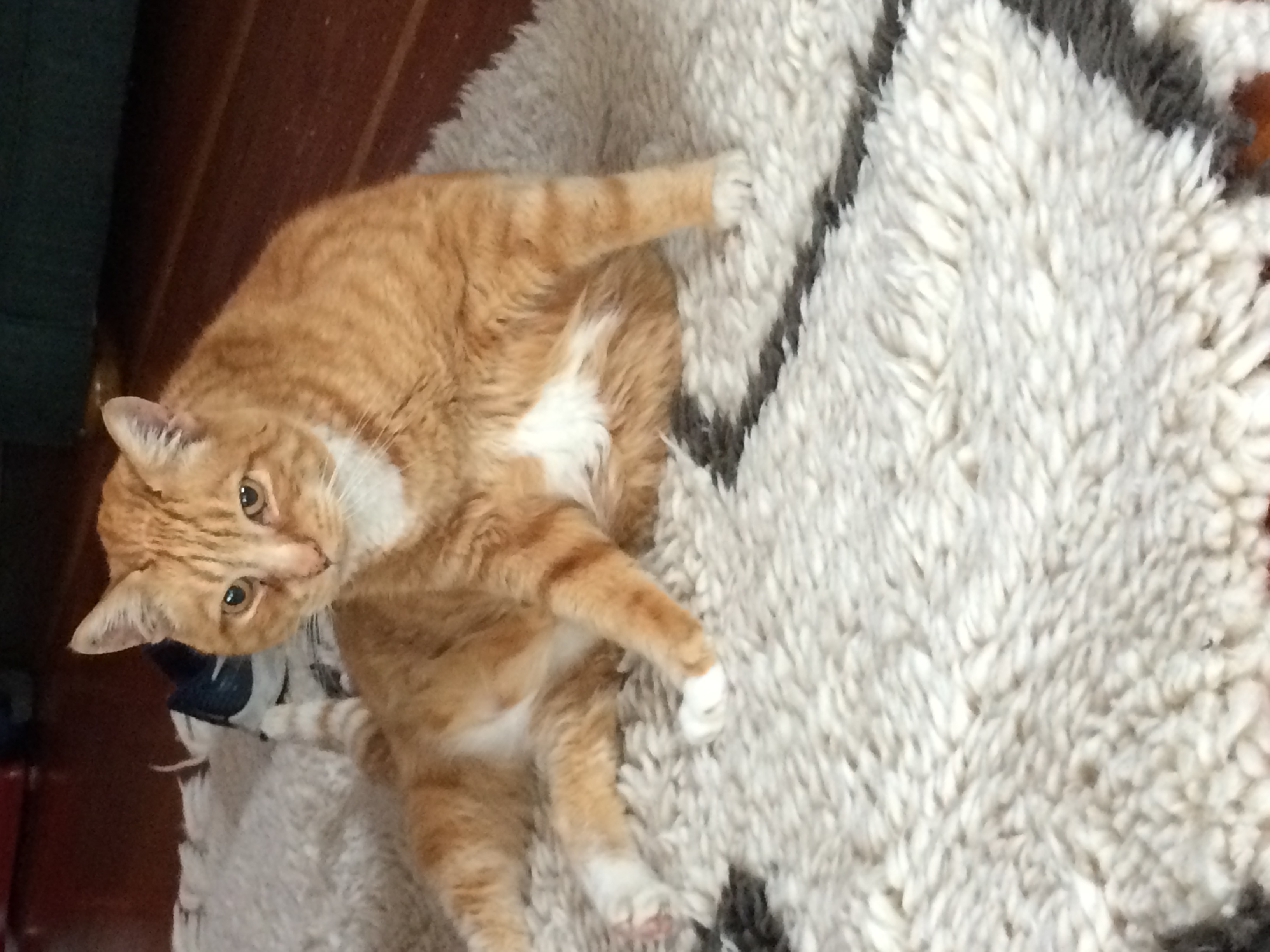 My Cat Has Diabetes And People Didn’t Know That Cats Could Have That.