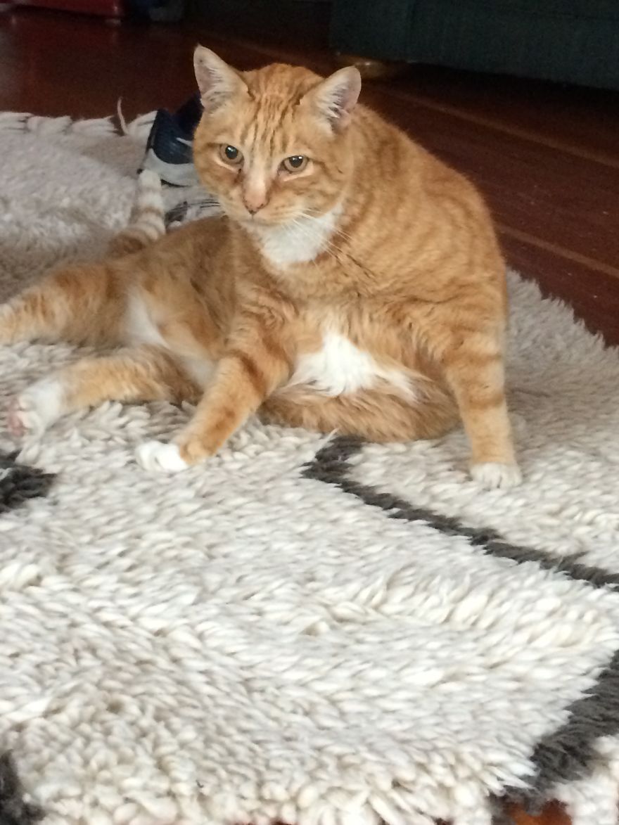 My Cat Has Diabetes And People Didn't Know That Cats Could Have That. My Cat Has Diabetes And People Didn't Know That Cats Could Have That.