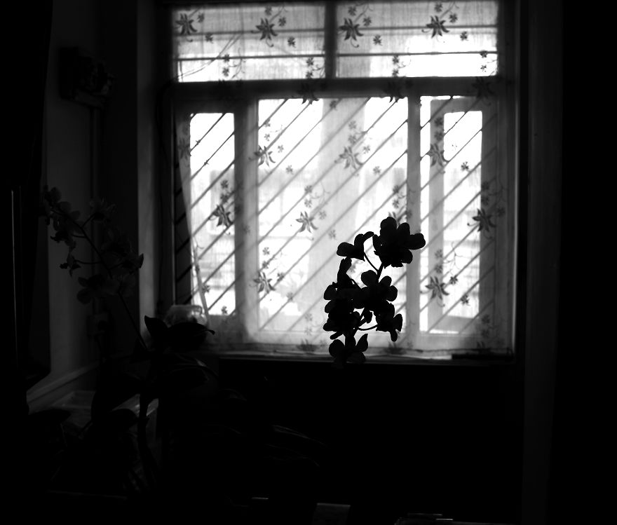 I Have Been Photographing Orchids Since The Day I Got My First Camera