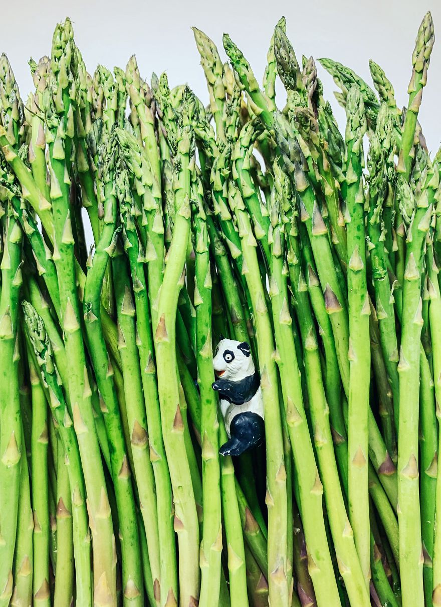 Homemade Bamboo Forest