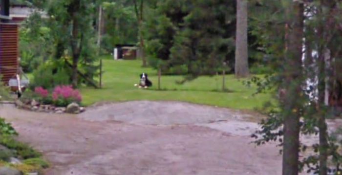 People-Share-Images-Of-Dead-Relatives-And-Pets-Found-On-Streat-View