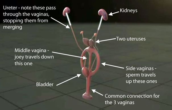 Kangaroo-vaginas-5d976aca4f349.jpg