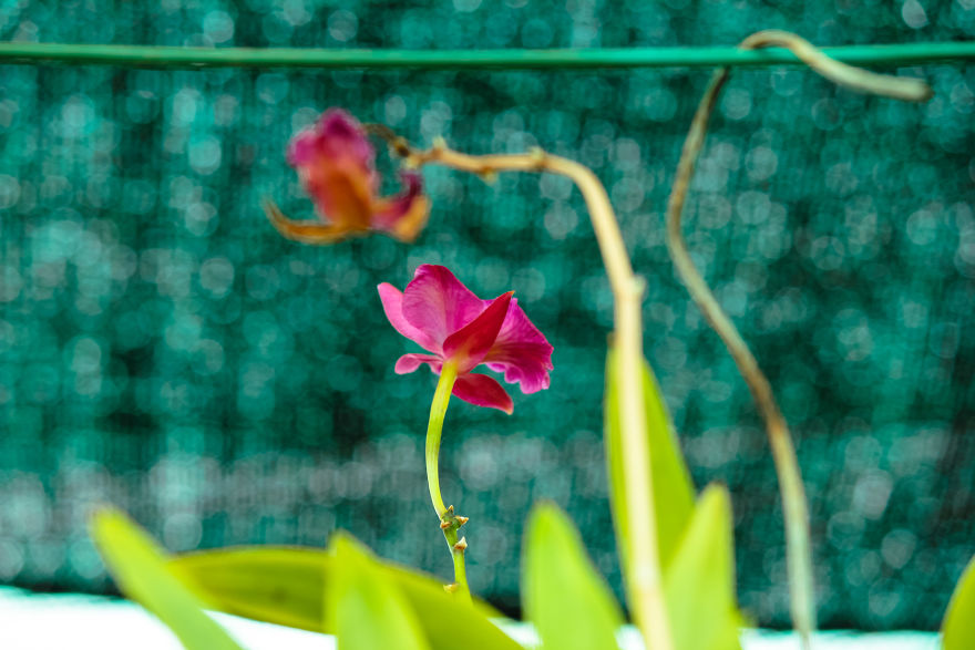 I Have Been Photographing Orchids Since The Day I Got My First Camera