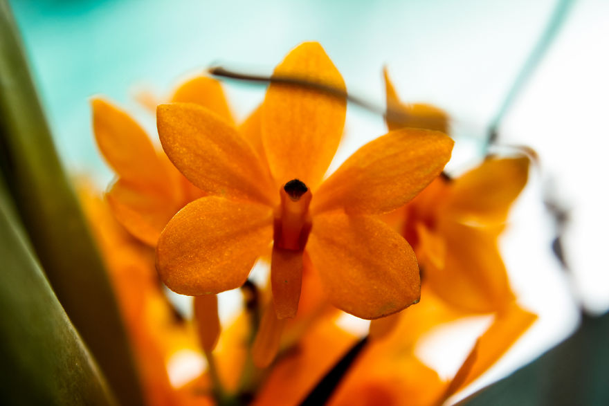 I Have Been Photographing Orchids Since The Day I Got My First Camera