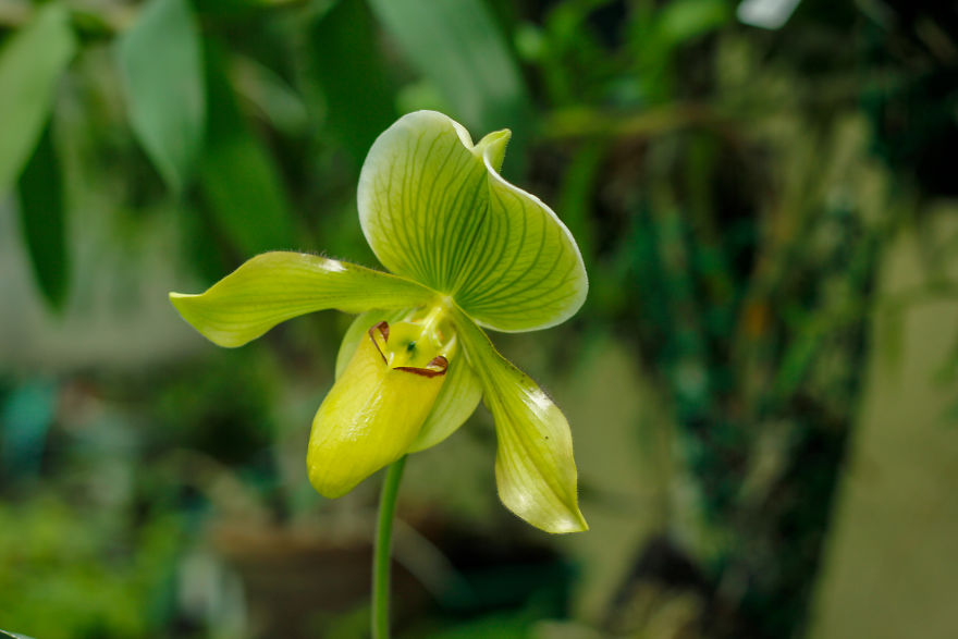 I Have Been Photographing Orchids Since The Day I Got My First Camera