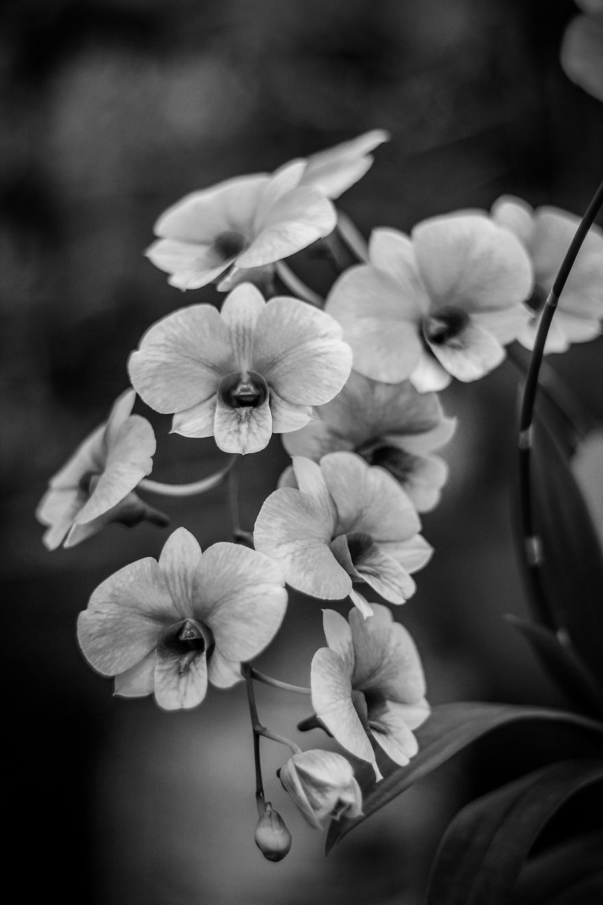 I Have Been Photographing Orchids Since The Day I Got My First Camera