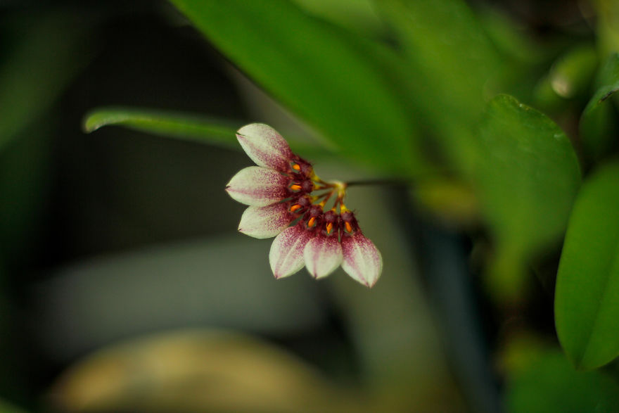 I Have Been Photographing Orchids Since The Day I Got My First Camera