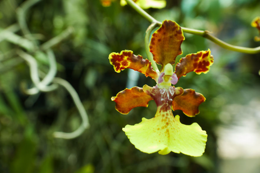 I Have Been Photographing Orchids Since The Day I Got My First Camera