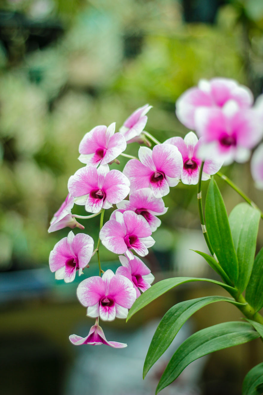 I Have Been Photographing Orchids Since The Day I Got My First Camera