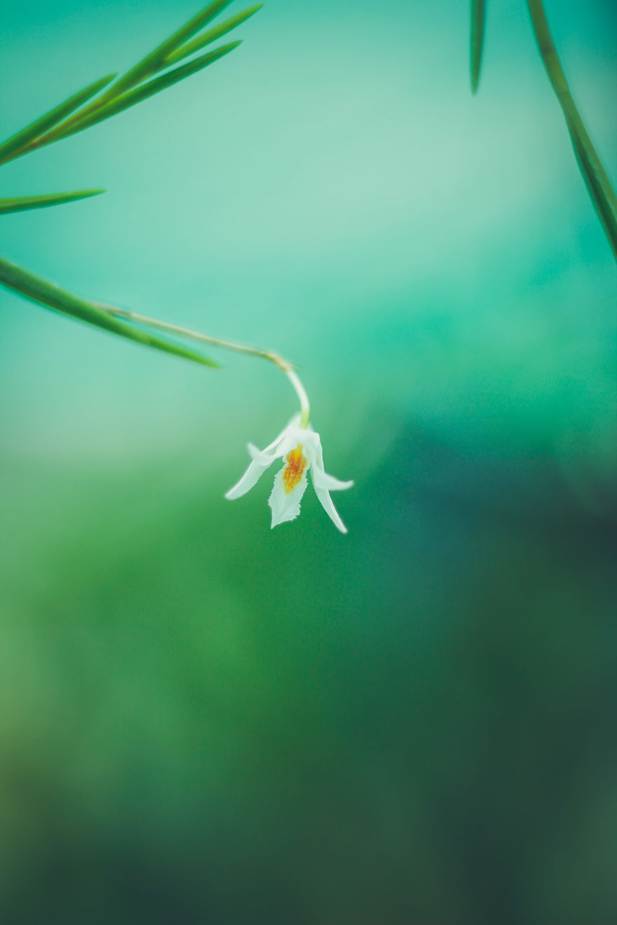 I Have Been Photographing Orchids Since The Day I Got My First Camera