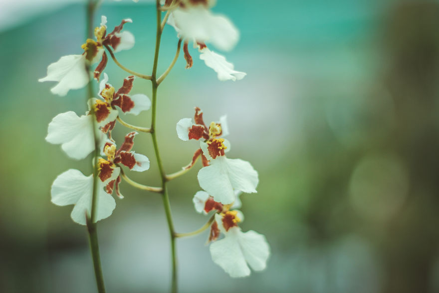 I Have Been Photographing Orchids Since The Day I Got My First Camera