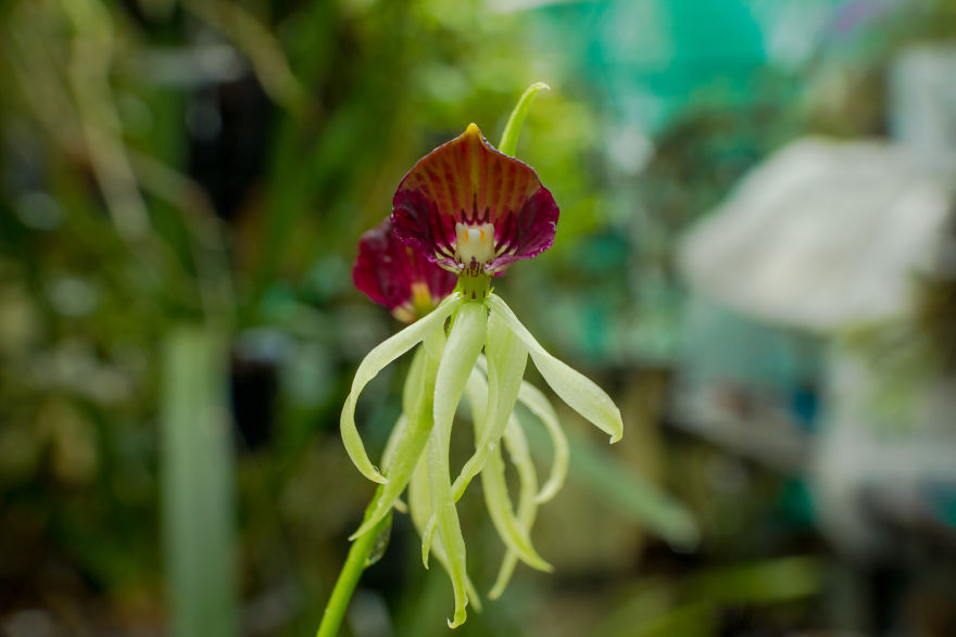 I Have Been Photographing Orchids Since The Day I Got My First Camera