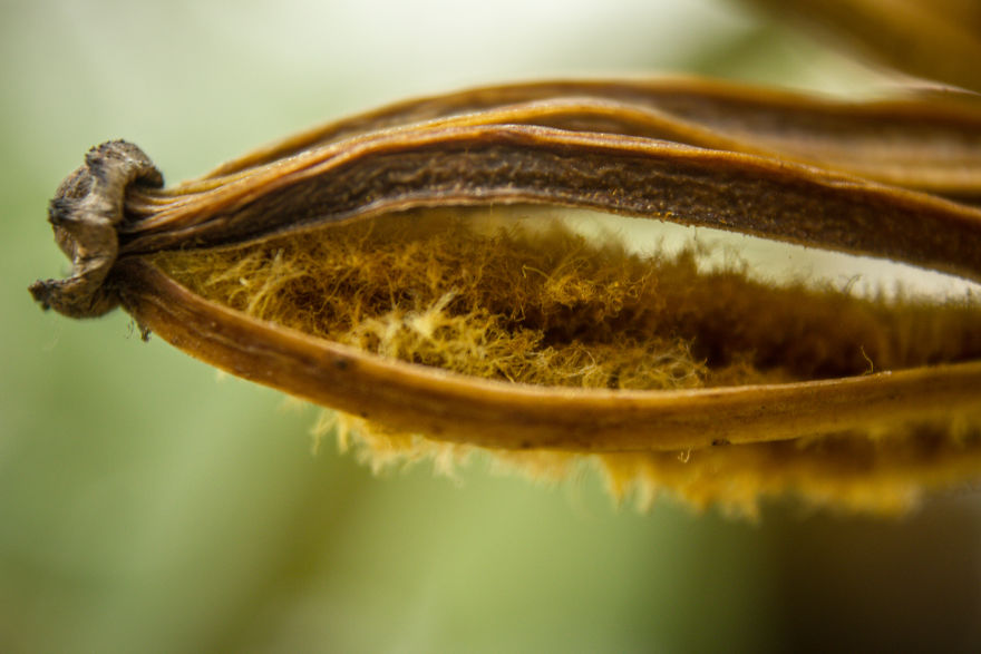 I Have Been Photographing Orchids Since The Day I Got My First Camera