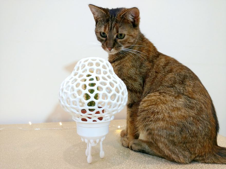 Cactus Case. To Safeguard Our Furry Friends. Cats Are So Curious!