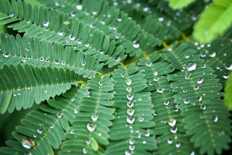Mist, Laarni Operana, Philippines