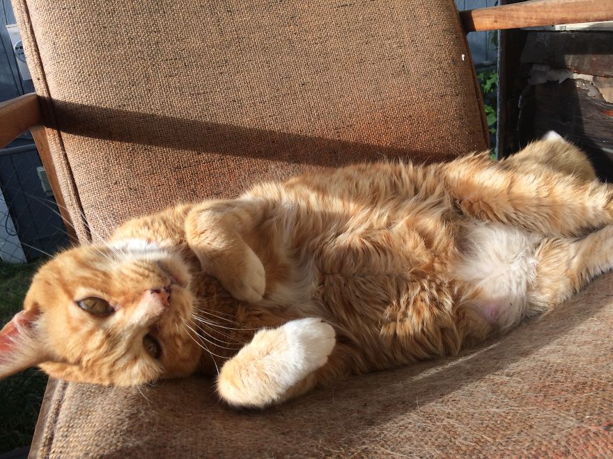 My Cat Has Diabetes And People Didn't Know That Cats Could Have That.