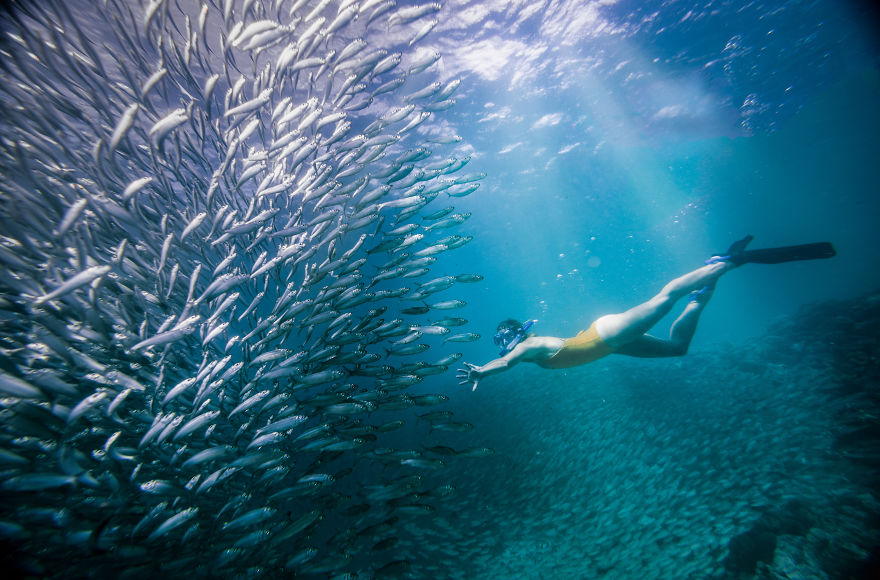 Sardine World, Carles Alonso, Spain