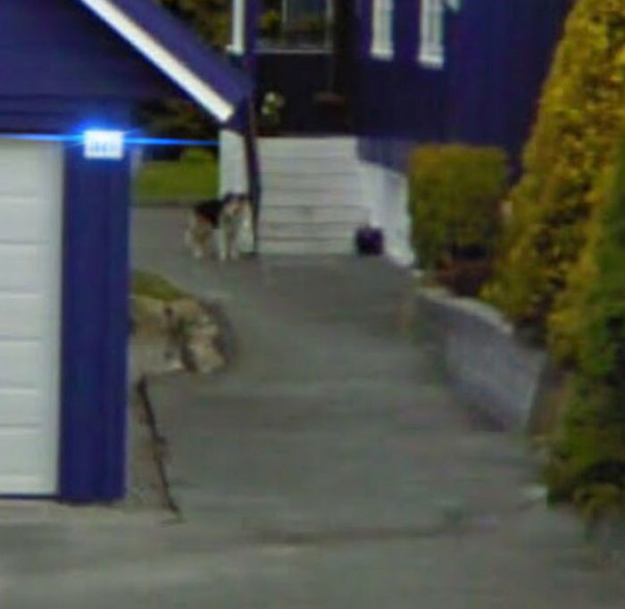 People-Share-Images-Of-Dead-Relatives-And-Pets-Found-On-Streat-View