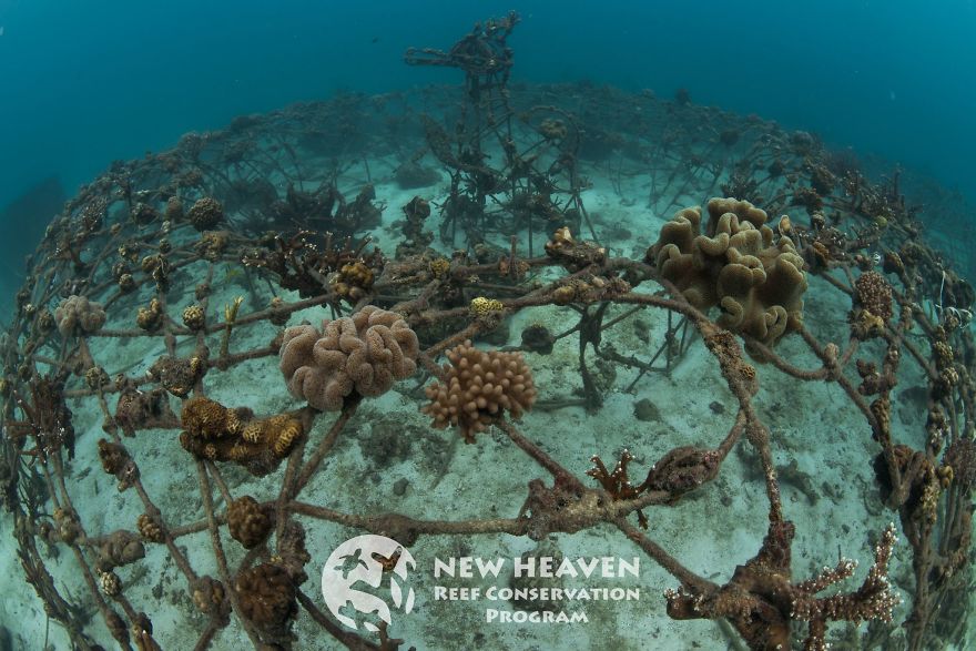 I Spent 1 Year Creating A Sculpture That Works With Electrical Current Which Helps Corals Grow 3-5 Times Faster (13 Pics) I Spent 1 Year Creating A Sculpture That Works With Electrical Current Which Helps Corals Grow 3-5 Times Faster (13 Pics)