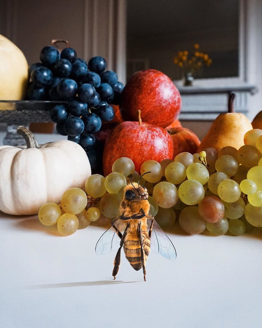 The World's First Influential Bee Is An Activist For The Preservation Of Its Species