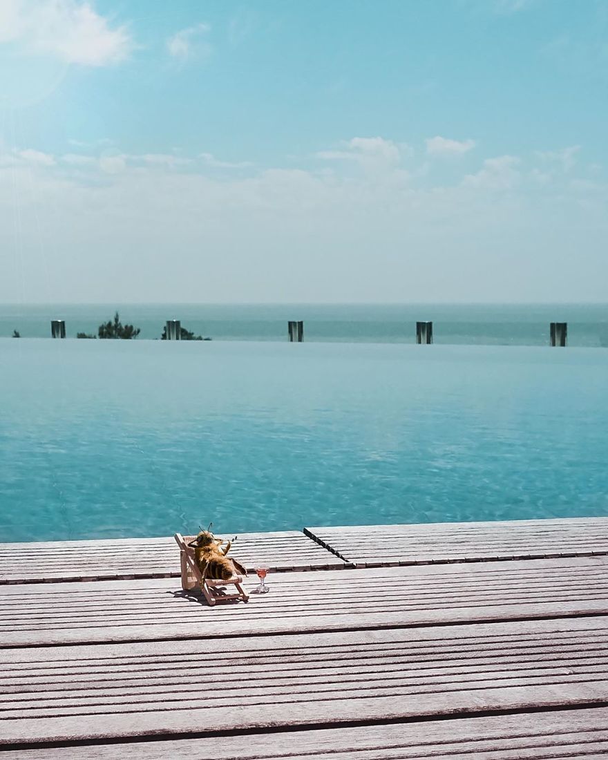 The World's First Influential Bee Is An Activist For The Preservation Of Its Species