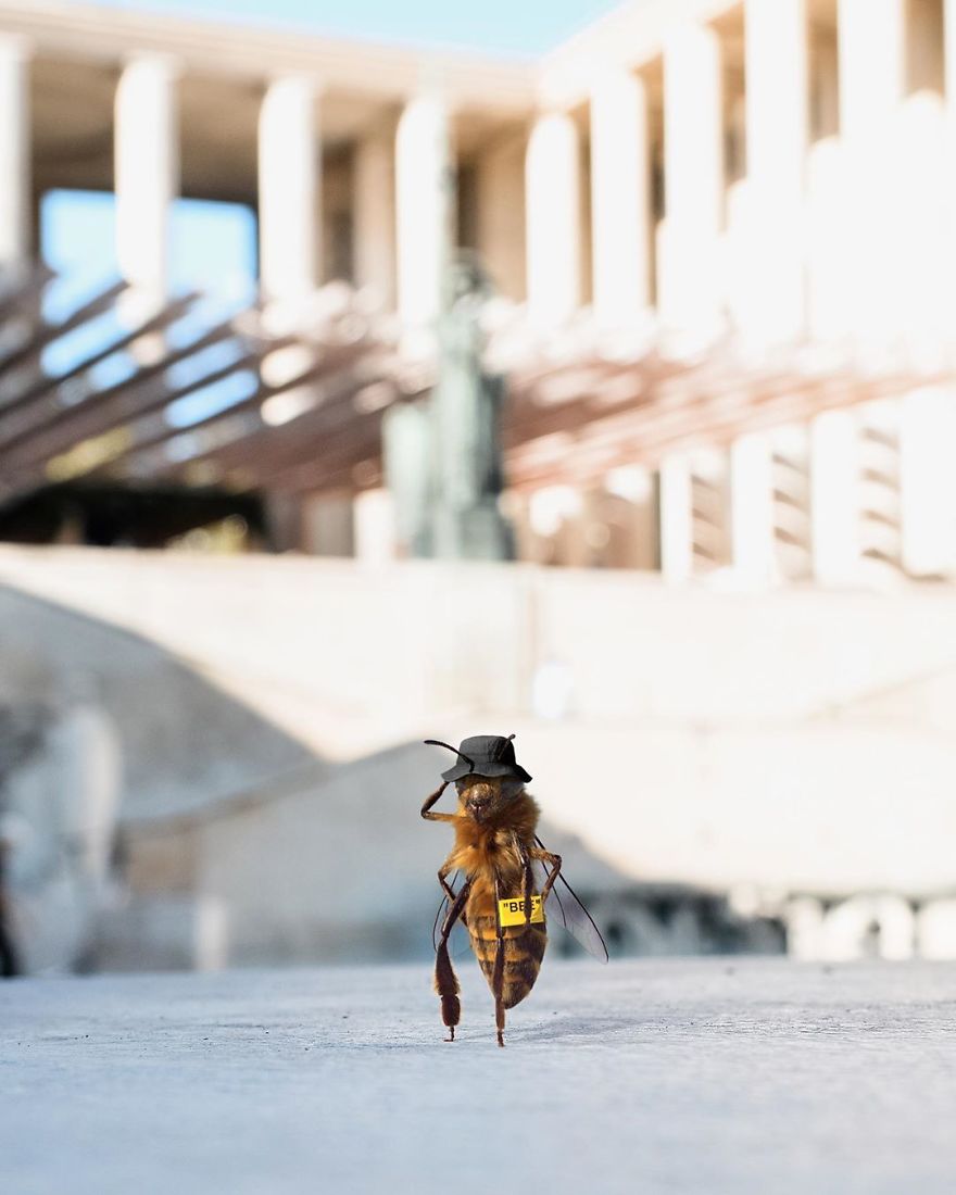 The World's First Influential Bee Is An Activist For The Preservation Of Its Species