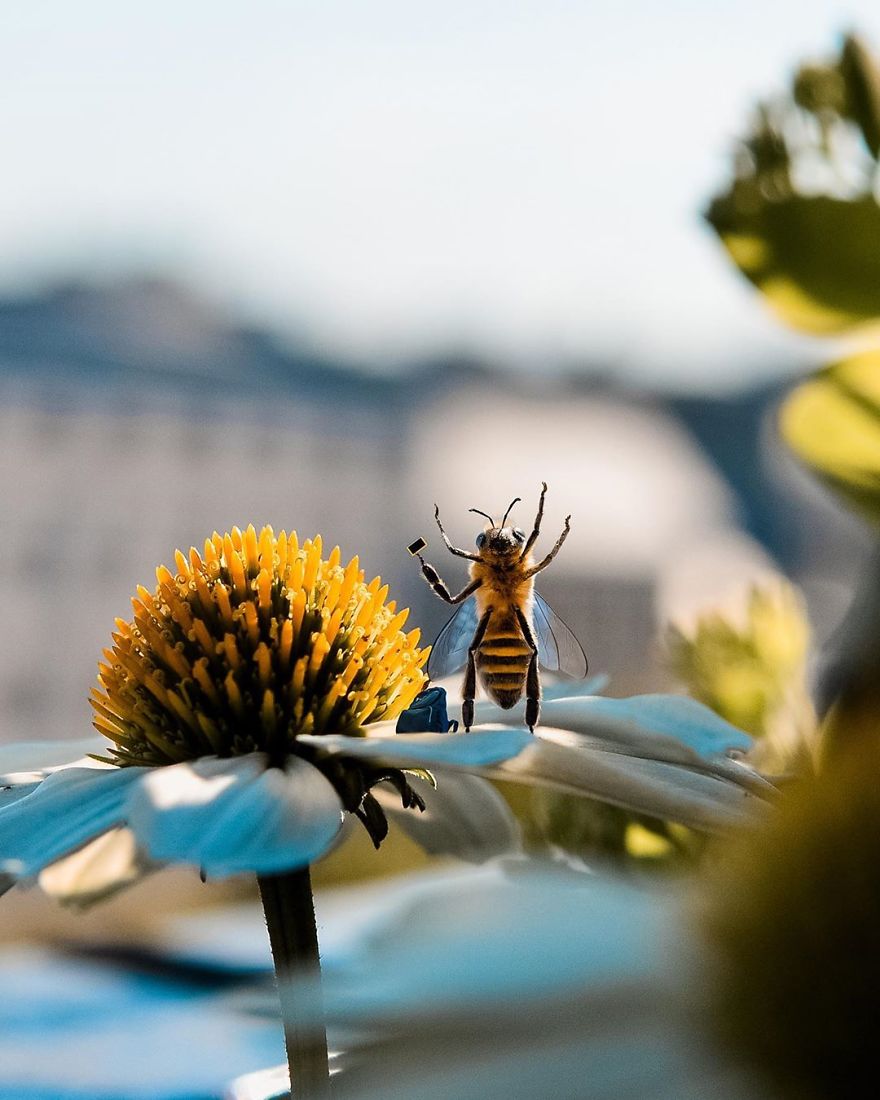 The World's First Influential Bee Is An Activist For The Preservation Of Its Species