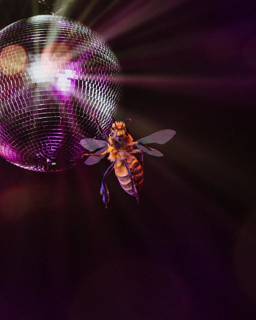 The World's First Influential Bee Is An Activist For The Preservation Of Its Species