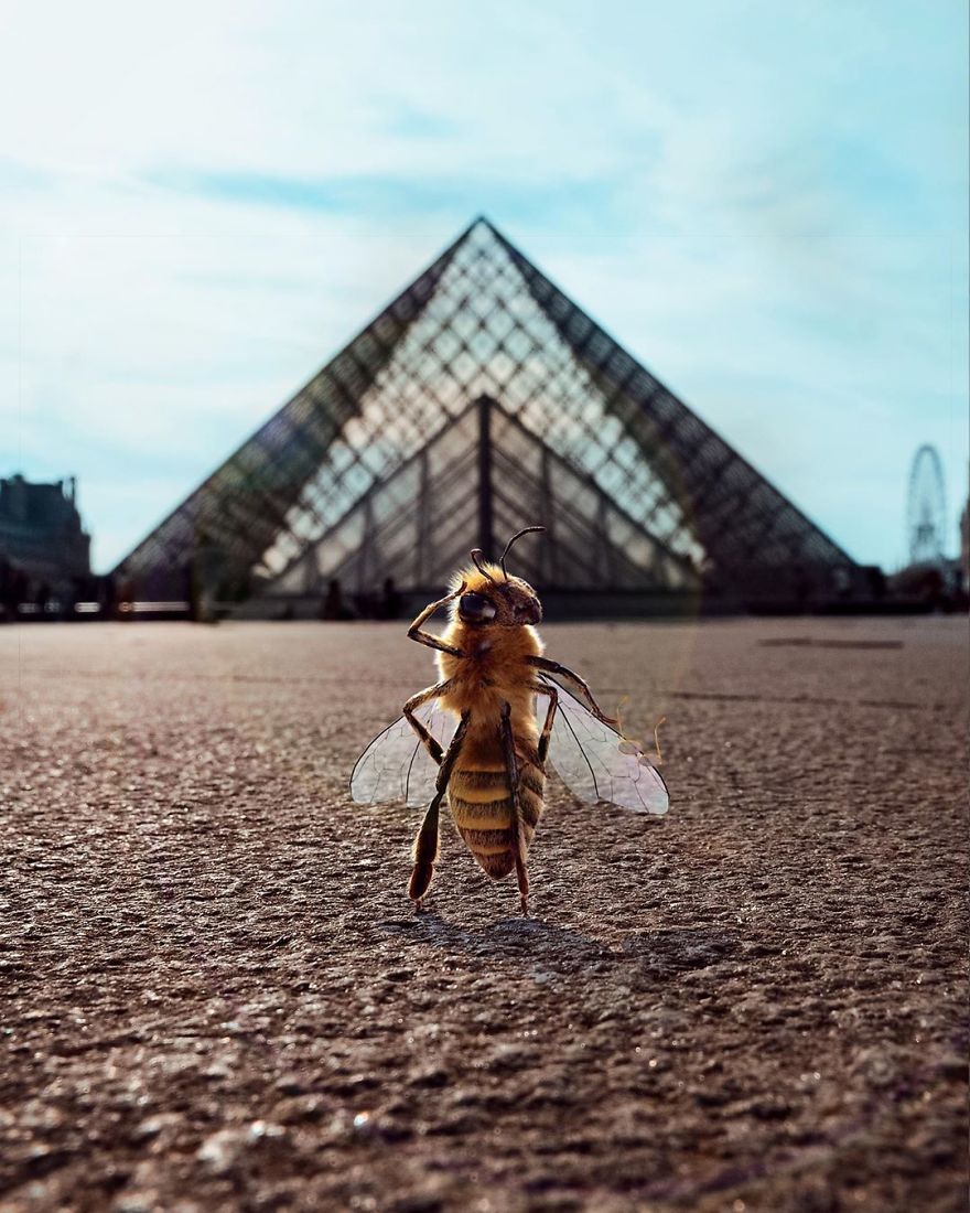 The World's First Influential Bee Is An Activist For The Preservation Of Its Species
