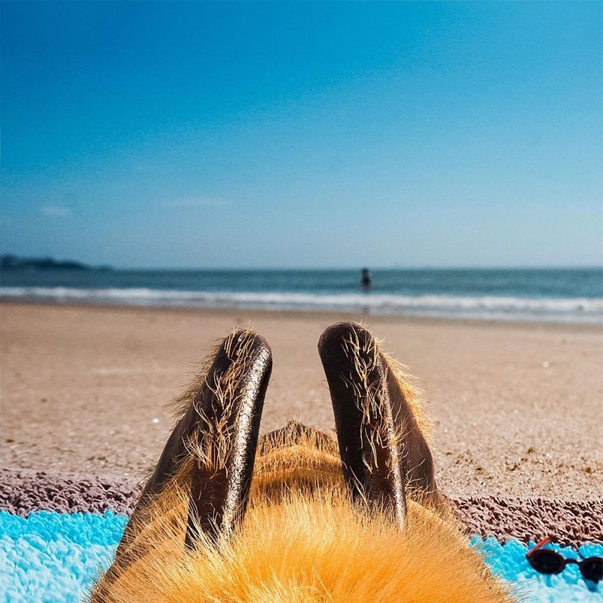 The World's First Influential Bee Is An Activist For The Preservation Of Its Species