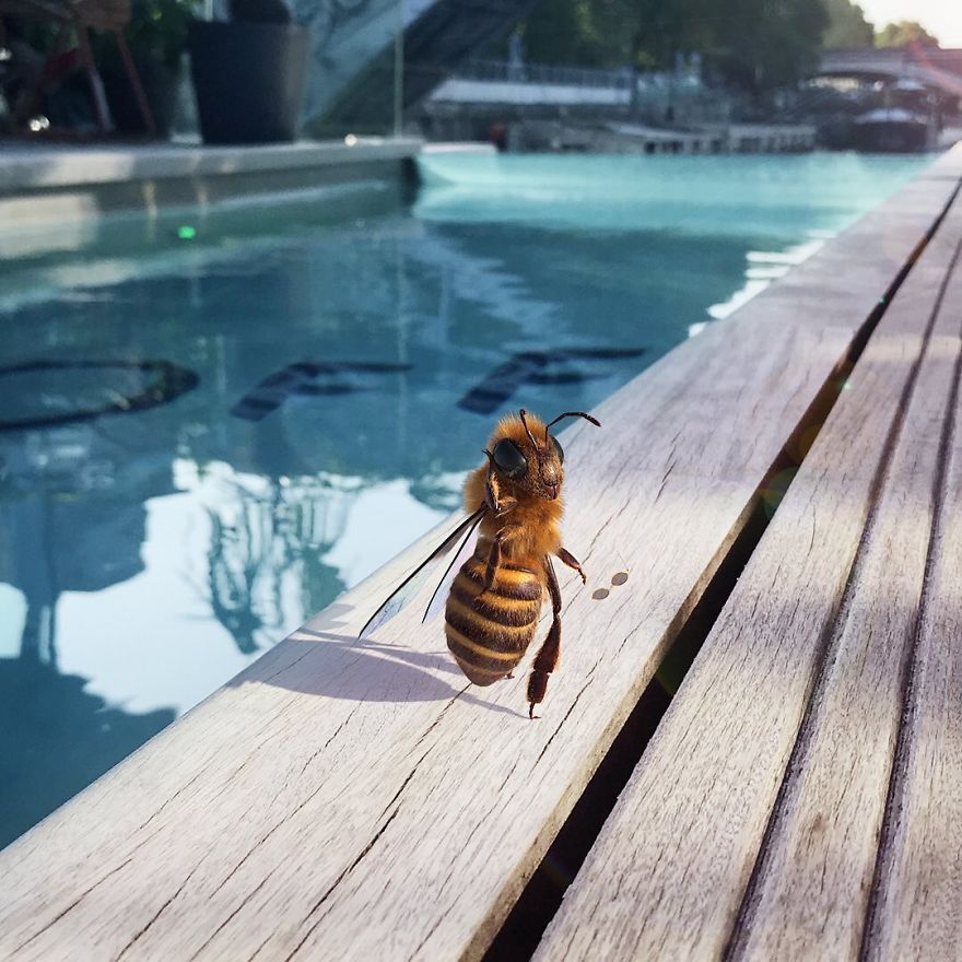 The World's First Influential Bee Is An Activist For The Preservation Of Its Species